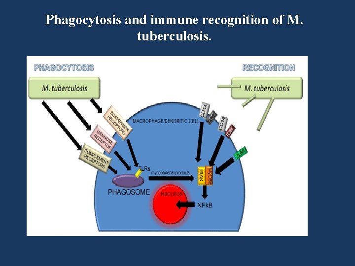 Phagocytosis and immune recognition of M. tuberculosis. 