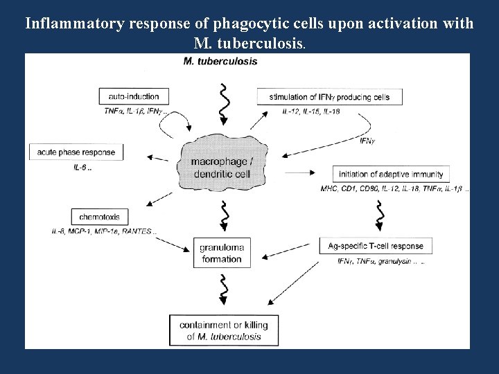 Inflammatory response of phagocytic cells upon activation with M. tuberculosis. 