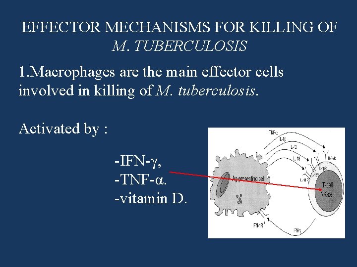 EFFECTOR MECHANISMS FOR KILLING OF M. TUBERCULOSIS 1. Macrophages are the main effector cells EFFECTOR MECHANISMS FOR KILLING OF M. TUBERCULOSIS 1. Macrophages are the main effector cells