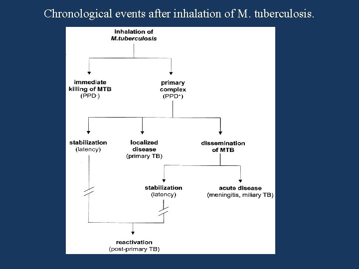 Chronological events after inhalation of M. tuberculosis. 