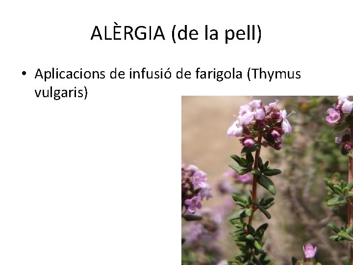 ALÈRGIA (de la pell) • Aplicacions de infusió de farigola (Thymus vulgaris) 