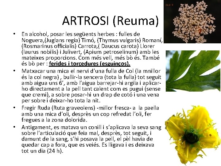 ARTROSI (Reuma) • En alcohol, posar les següents herbes : fulles de Noguera, (Juglans