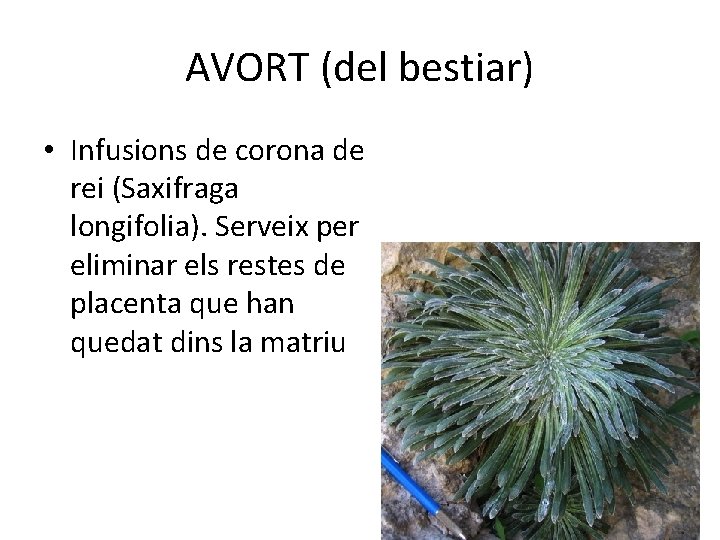 AVORT (del bestiar) • Infusions de corona de rei (Saxifraga longifolia). Serveix per eliminar