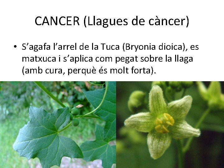 CANCER (Llagues de càncer) • S’agafa l’arrel de la Tuca (Bryonia dioica), es matxuca