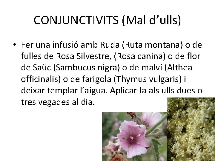 CONJUNCTIVITS (Mal d’ulls) • Fer una infusió amb Ruda (Ruta montana) o de fulles