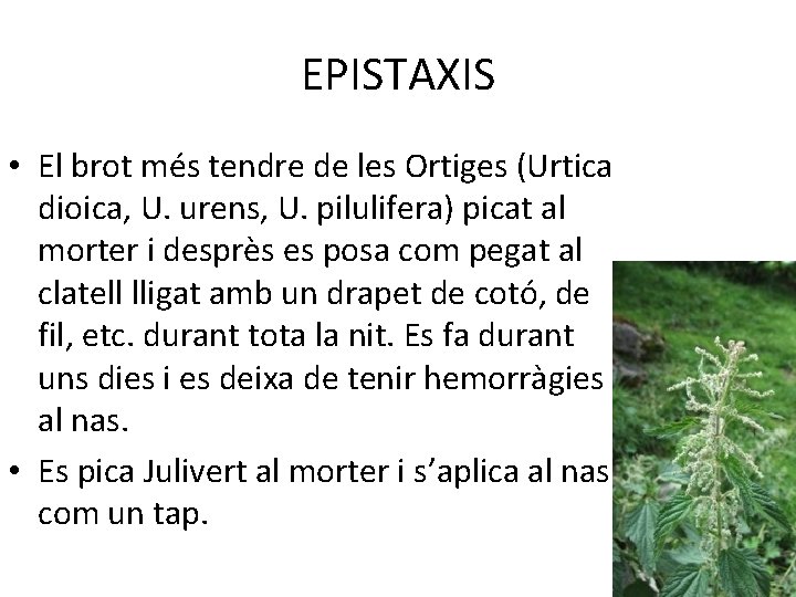 EPISTAXIS • El brot més tendre de les Ortiges (Urtica dioica, U. urens, U.