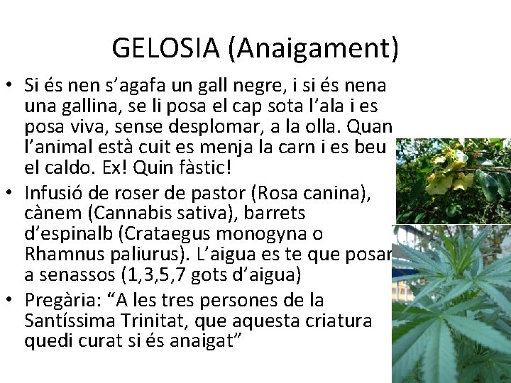 GELOSIA (Anaigament) • Si és nen s’agafa un gall negre, i si és nena