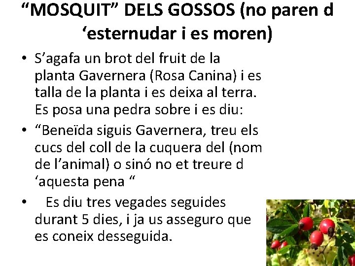 “MOSQUIT” DELS GOSSOS (no paren d ‘esternudar i es moren) • S’agafa un brot