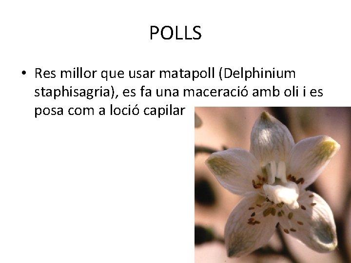 POLLS • Res millor que usar matapoll (Delphinium staphisagria), es fa una maceració amb