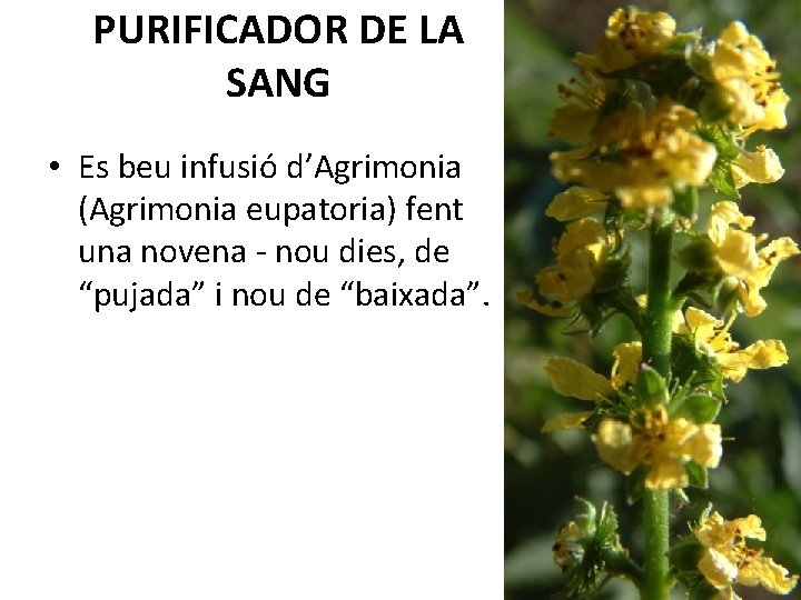 PURIFICADOR DE LA SANG • Es beu infusió d’Agrimonia (Agrimonia eupatoria) fent una novena