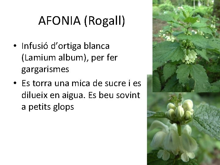 AFONIA (Rogall) • Infusió d’ortiga blanca (Lamium album), per fer gargarismes • Es torra