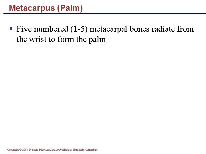 Metacarpus (Palm) § Five numbered (1 -5) metacarpal bones radiate from the wrist to