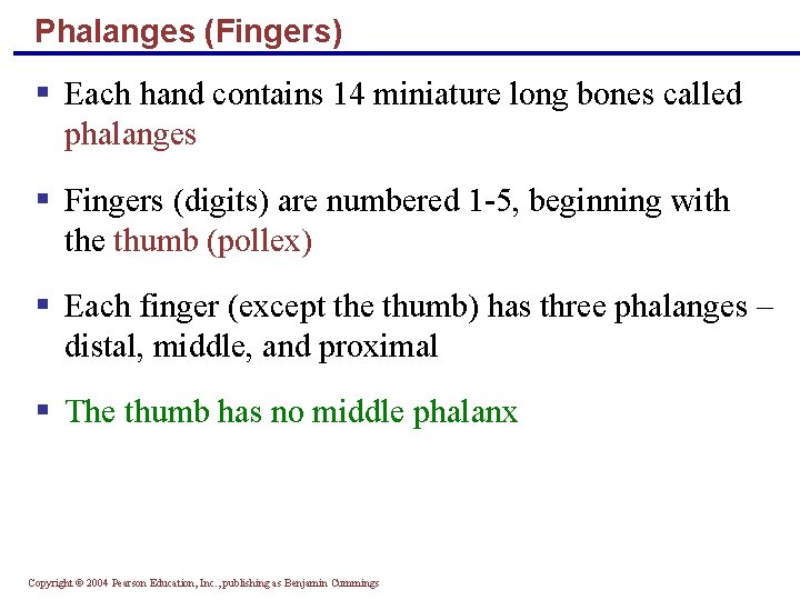 Phalanges (Fingers) § Each hand contains 14 miniature long bones called phalanges § Fingers