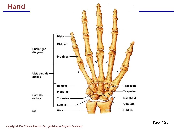 Hand Figure 7. 26 a Copyright © 2004 Pearson Education, Inc. , publishing as