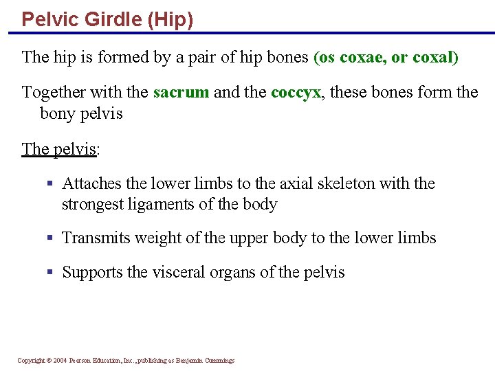 Pelvic Girdle (Hip) The hip is formed by a pair of hip bones (os