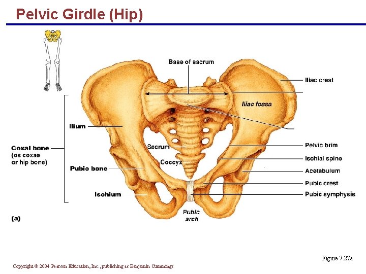 Pelvic Girdle (Hip) Figure 7. 27 a Copyright © 2004 Pearson Education, Inc. ,