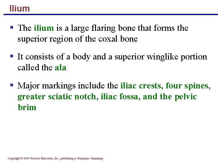 Ilium § The ilium is a large flaring bone that forms the superior region