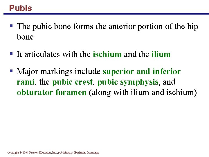 Pubis § The pubic bone forms the anterior portion of the hip bone §