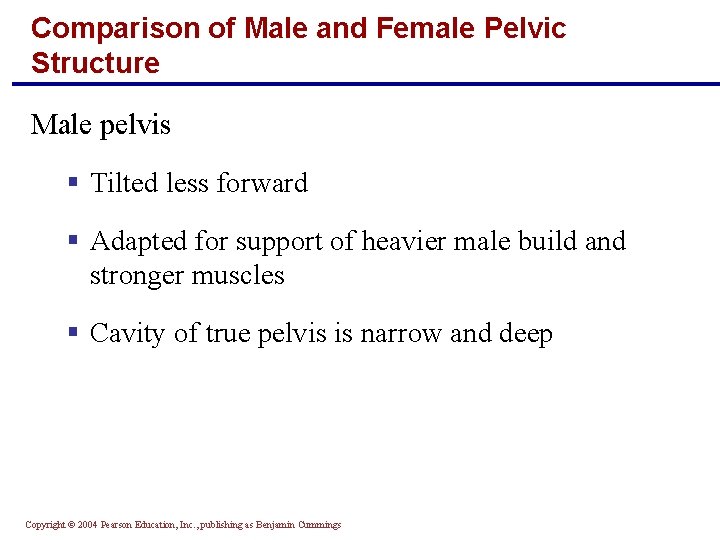 Comparison of Male and Female Pelvic Structure Male pelvis § Tilted less forward §