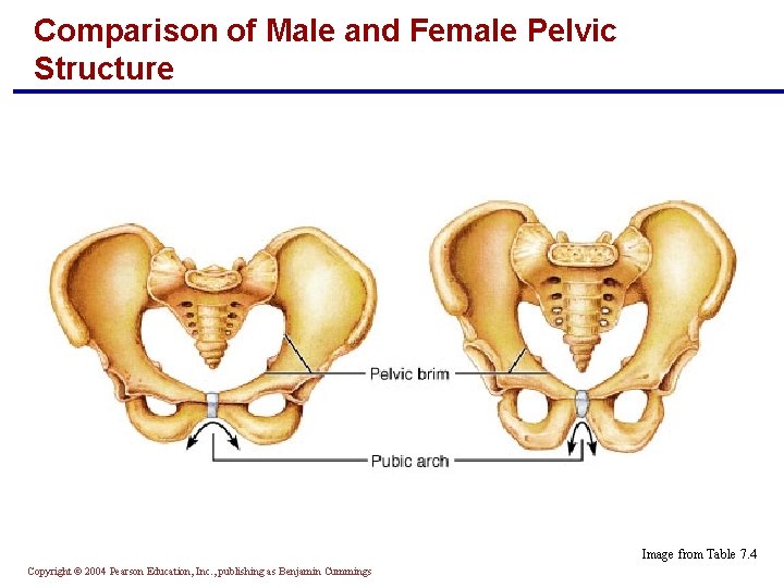 Comparison of Male and Female Pelvic Structure Image from Table 7. 4 Copyright ©