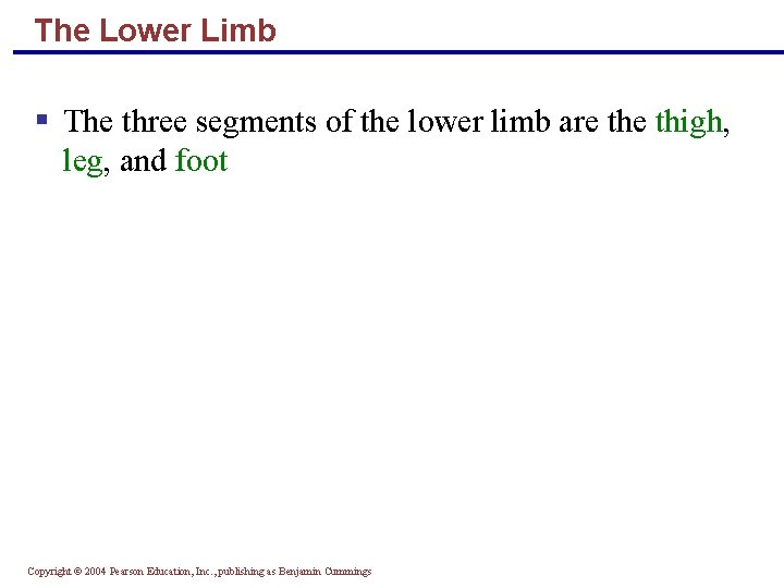 The Lower Limb § The three segments of the lower limb are thigh, leg,