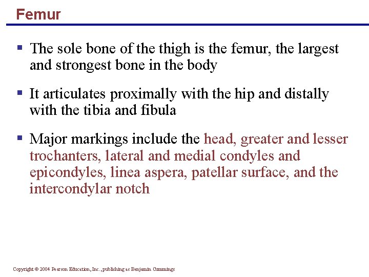 Femur § The sole bone of the thigh is the femur, the largest and