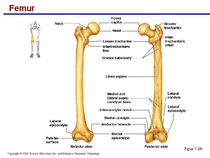 Femur Figure 7. 28 b Copyright © 2004 Pearson Education, Inc. , publishing as