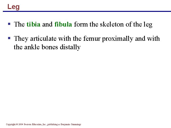 Leg § The tibia and fibula form the skeleton of the leg § They