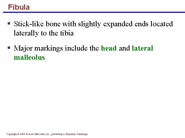 Fibula § Stick-like bone with slightly expanded ends located laterally to the tibia §