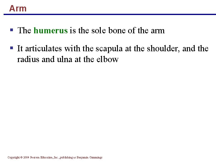 Arm § The humerus is the sole bone of the arm § It articulates