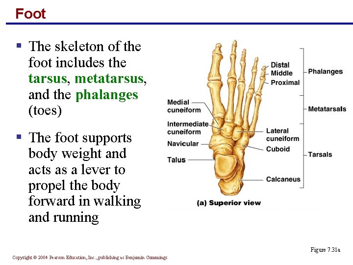 Foot § The skeleton of the foot includes the tarsus, metatarsus, and the phalanges