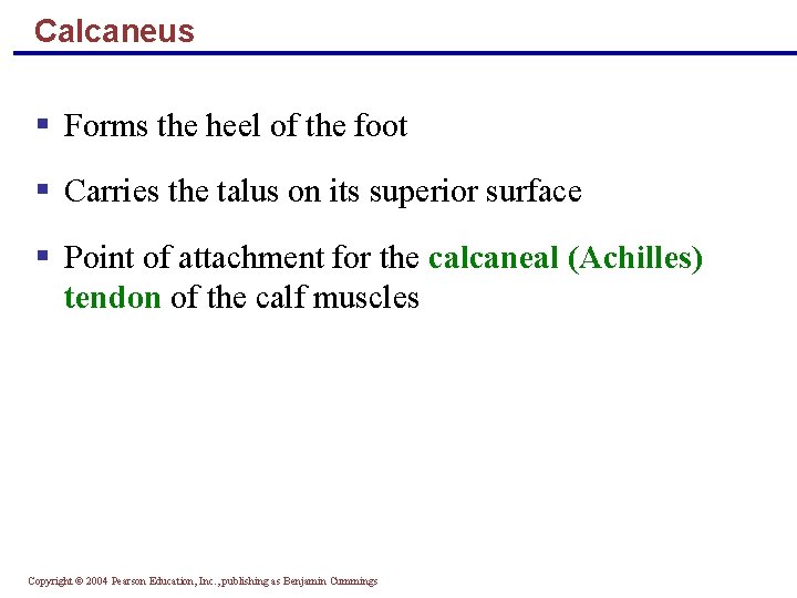 Calcaneus § Forms the heel of the foot § Carries the talus on its