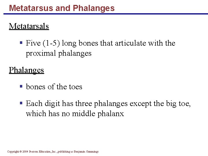 Metatarsus and Phalanges Metatarsals § Five (1 -5) long bones that articulate with the