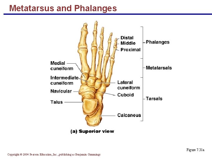 Metatarsus and Phalanges Figure 7. 31 a Copyright © 2004 Pearson Education, Inc. ,