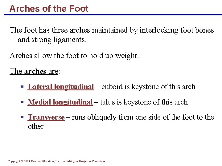 Arches of the Foot The foot has three arches maintained by interlocking foot bones