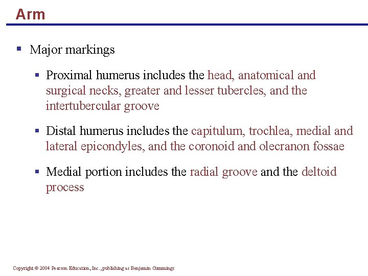 Arm § Major markings § Proximal humerus includes the head, anatomical and surgical necks,
