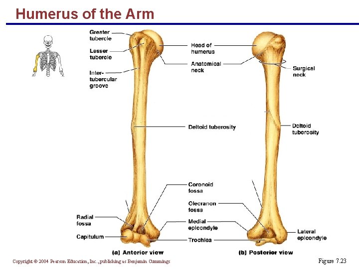 Humerus of the Arm Copyright © 2004 Pearson Education, Inc. , publishing as Benjamin