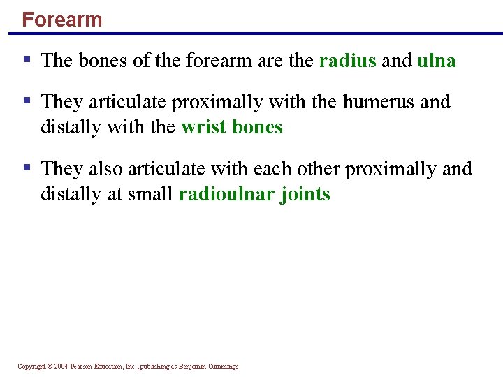 Forearm § The bones of the forearm are the radius and ulna § They