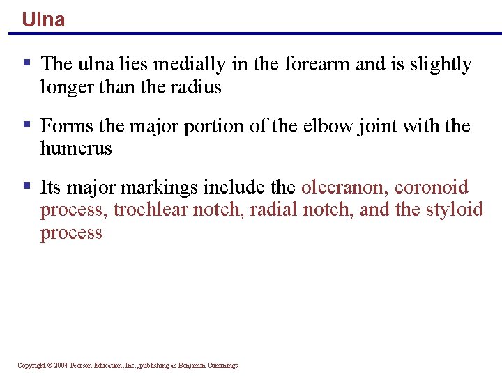 Ulna § The ulna lies medially in the forearm and is slightly longer than