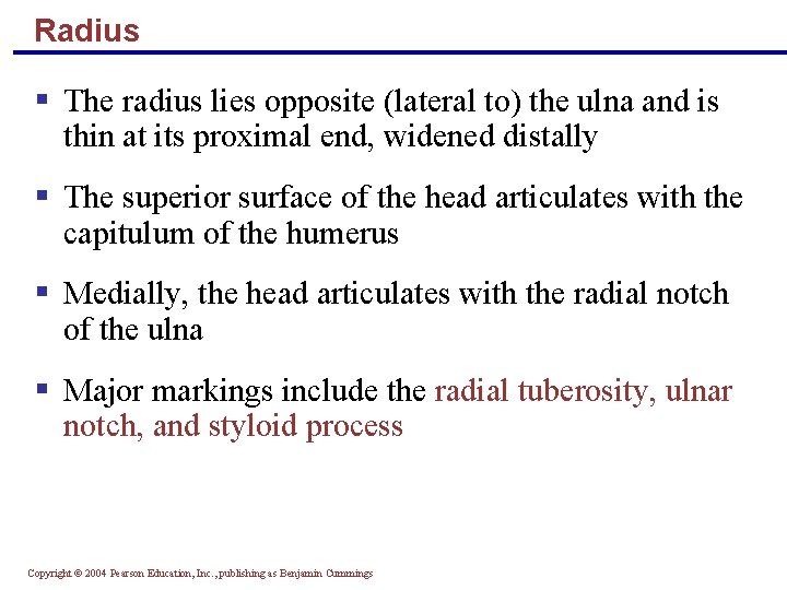 Radius § The radius lies opposite (lateral to) the ulna and is thin at