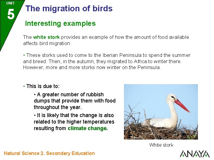 UNIT 5 The migration of birds Interesting examples The white stork provides an example