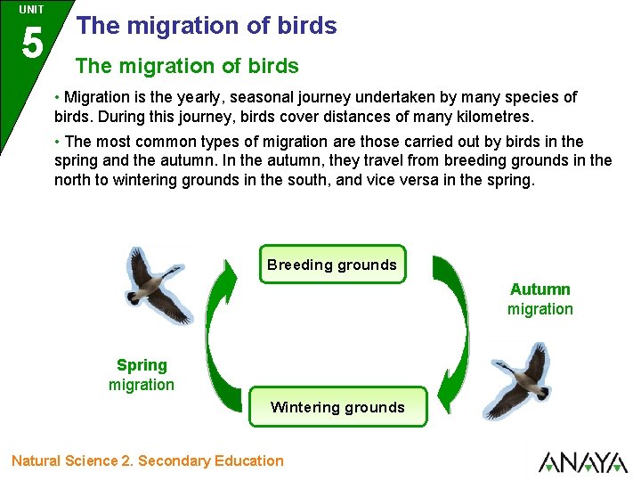 UNIT 5 The migration of birds • Migration is the yearly, seasonal journey undertaken