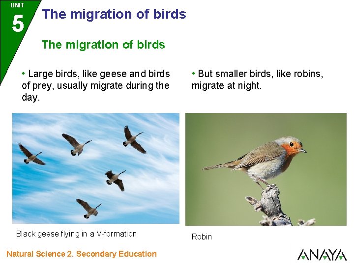 UNIT 5 The migration of birds • Large birds, like geese and birds of