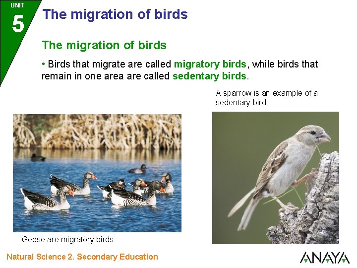 UNIT 5 The migration of birds • Birds that migrate are called migratory birds,