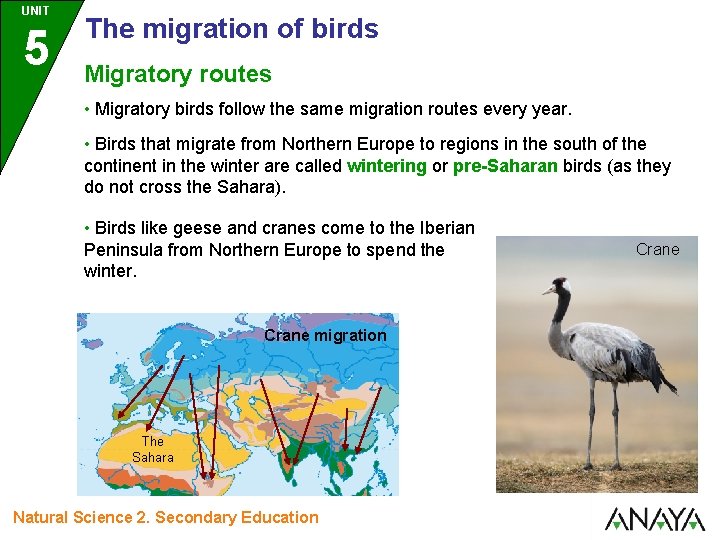 UNIT 5 The migration of birds Migratory routes • Migratory birds follow the same