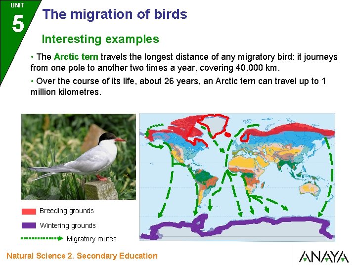 UNIT 5 The migration of birds Interesting examples • The Arctic tern travels the