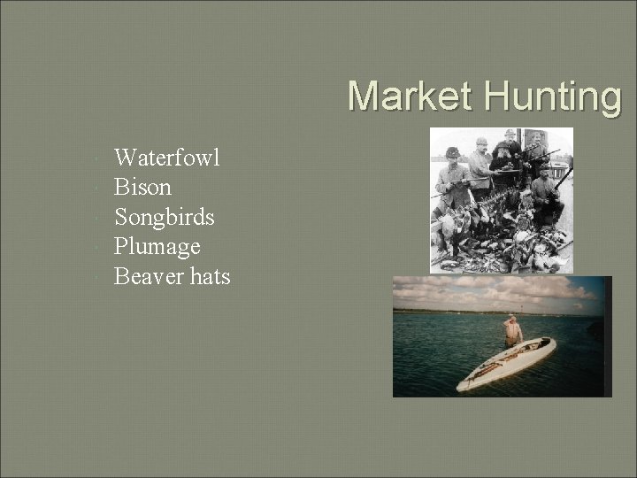 Market Hunting Waterfowl Bison Songbirds Plumage Beaver hats 