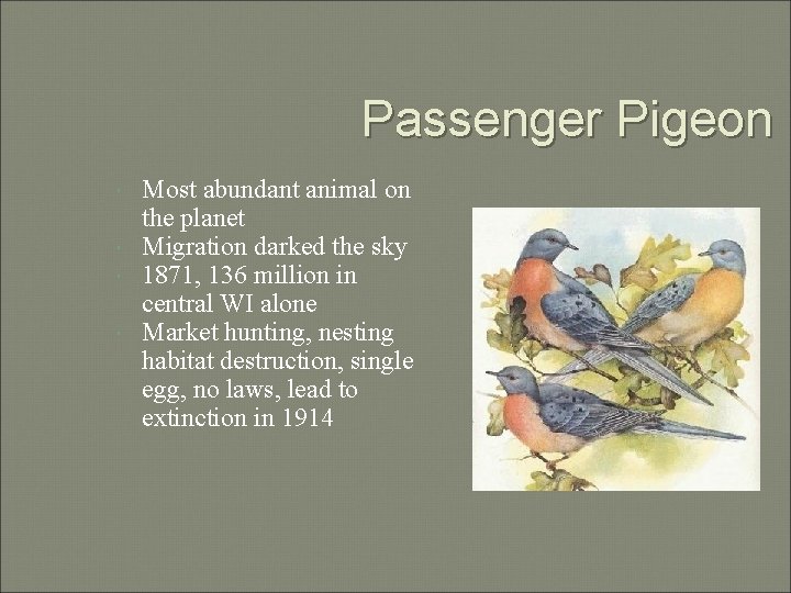 Passenger Pigeon Most abundant animal on the planet Migration darked the sky 1871, 136