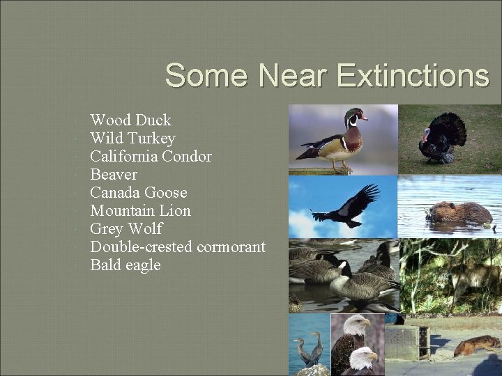 Some Near Extinctions Wood Duck Wild Turkey California Condor Beaver Canada Goose Mountain Lion
