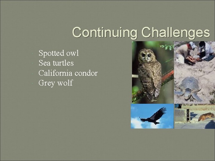 Continuing Challenges Spotted owl Sea turtles California condor Grey wolf 
